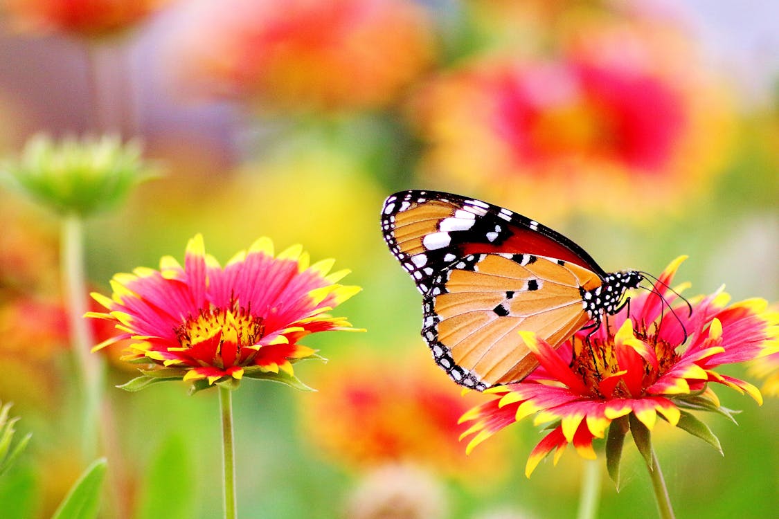 Colorful butterfly landing on purple flowers in a pollinator garden