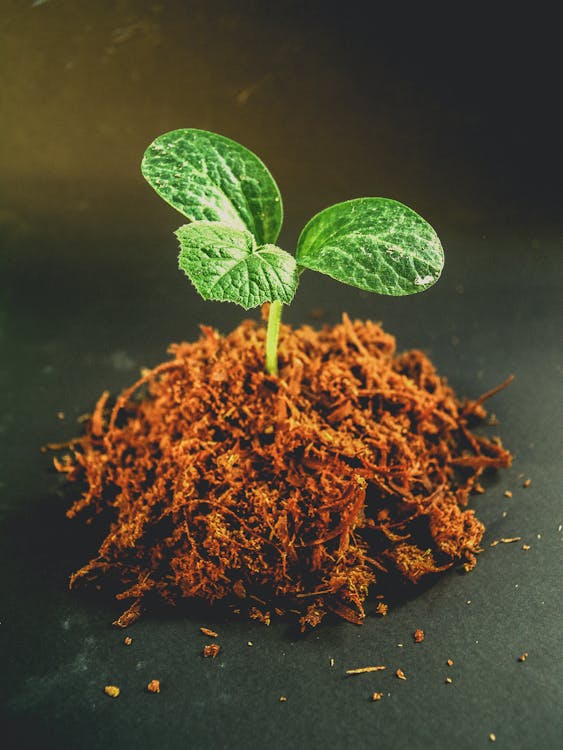 Lush green clover growing as a lawn alternative