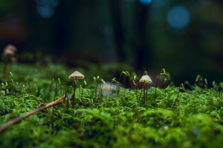 Fresh mushrooms growing on a log in natural setting