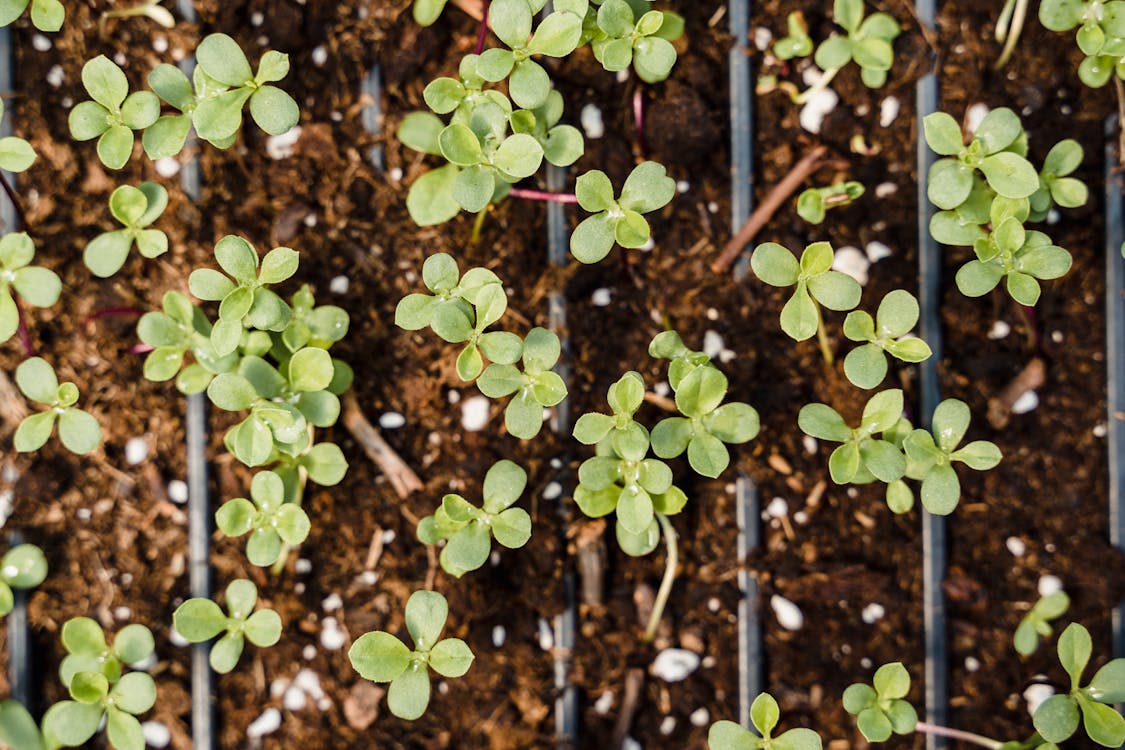 Fresh seedlings and sprouts growing in small containers